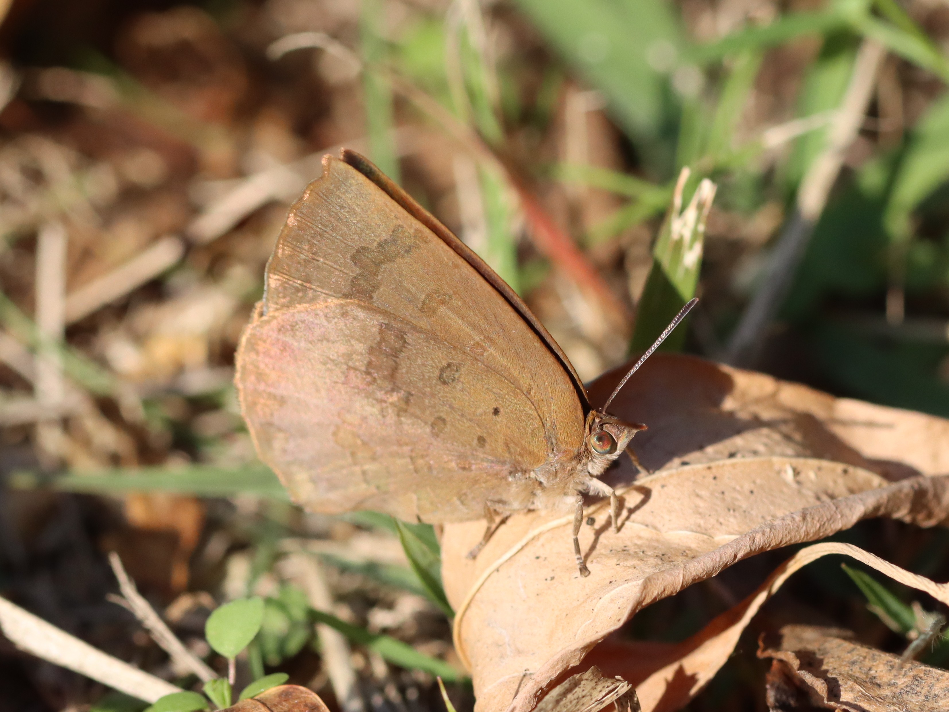ムラサキシジミ